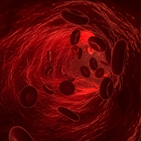 Nitric Oxide Production & Enhanced Circulation